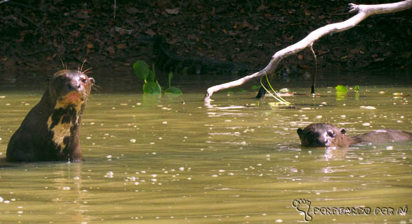 Ariranhas são territorialistas - Pantanal