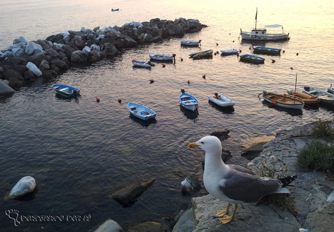 gaivota por do sol riomaggiore