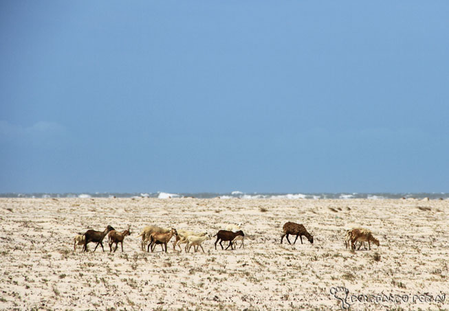 cabras na Praia caminho dos pequenos lençóis maranhenses