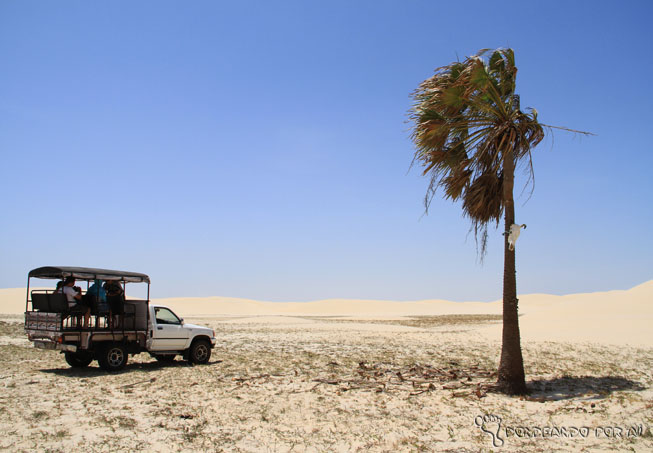 coqueiro na entrada do caminho aos pequenos lençóis maranhenses