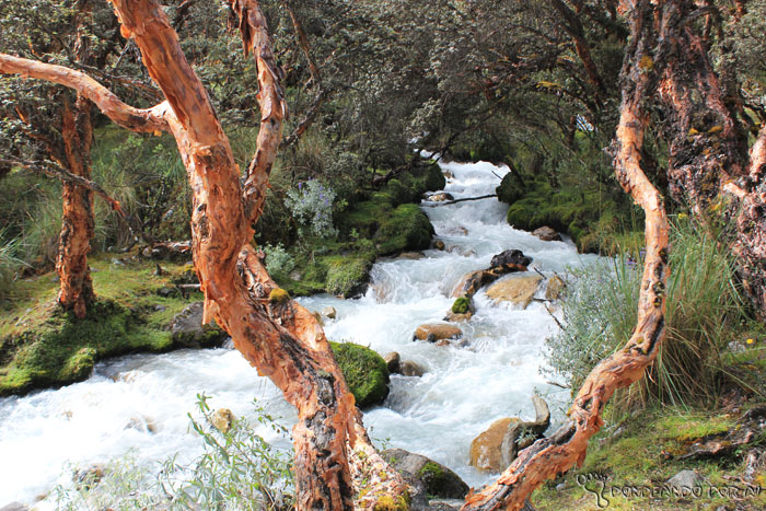 Vale árvores huaraz