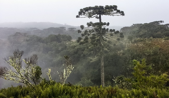 Aparados_da_serra_com_crianças11