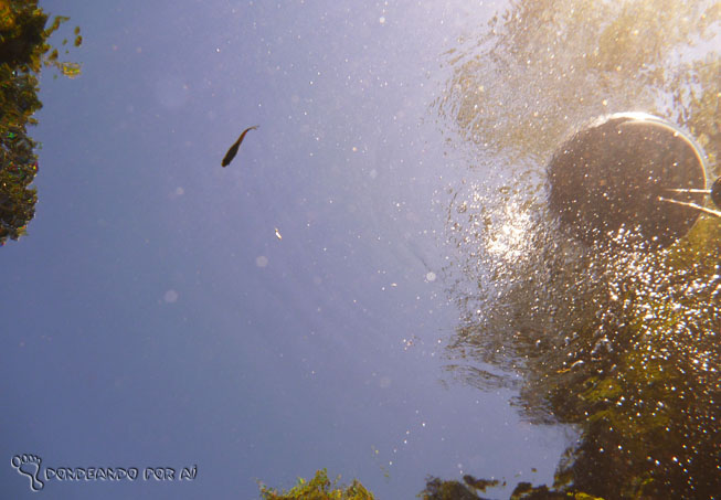 Fotografando o céu do fundo da Lagoa Misteriosa: não parece que o peixinho está nadando no céu? Tá ligado na transparência da água.
